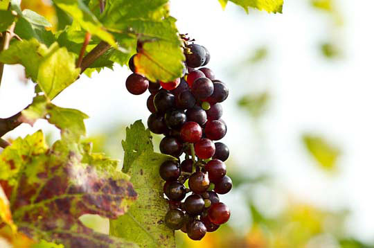 不限功能使用的免费攻击网站